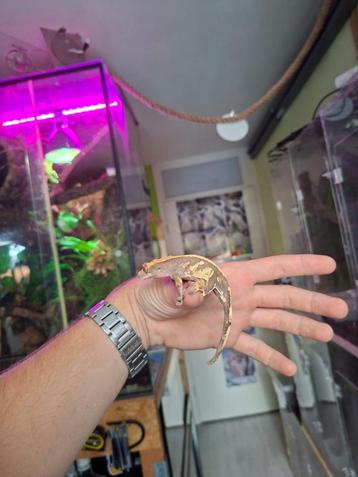 Rustige Tricolor Harlequin wimpergekko vrouw  beschikbaar voor biedingen