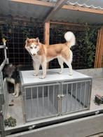 Dubbele alu bench, Dieren en Toebehoren, Ophalen, Zo goed als nieuw