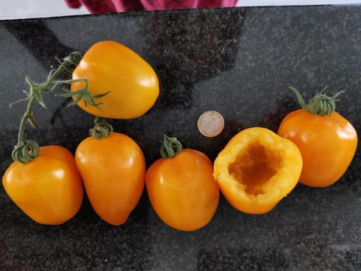5 graines de tomate poivron Yellow Stuffer - pour farcir, Jardin & Terrasse, Bulbes & Semences, Graine, Printemps, Envoi