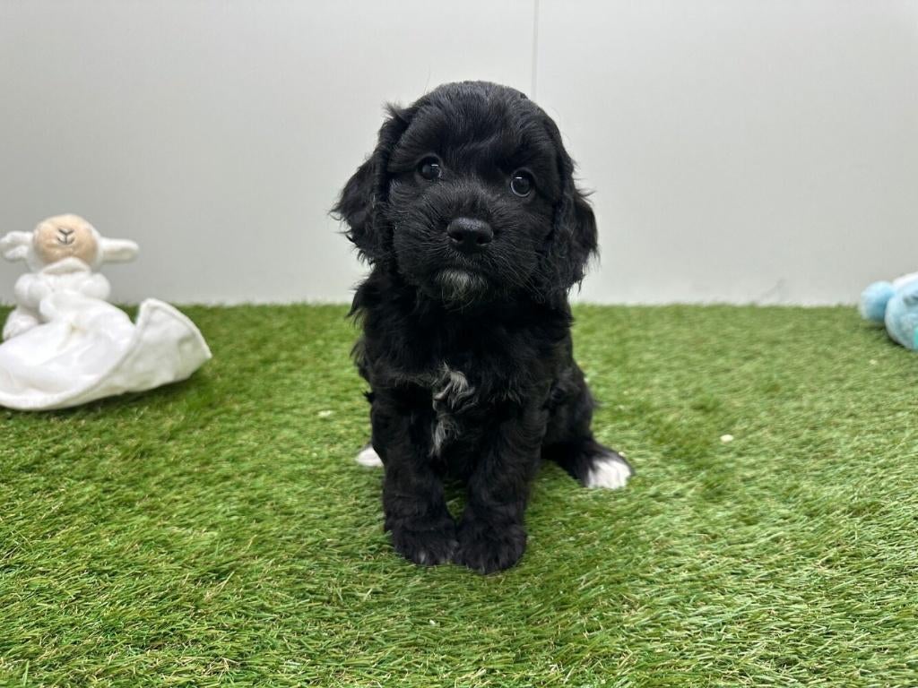 Portée de chiots Cockapoo, Plusieurs, Hépatite contagieuse (maladie de Rubarth), Belgique, Plusieurs animaux