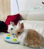 Mini lop konijnen (vrouwelijk) • Knuffelkonijntjes, Dieren en Toebehoren, Konijnen, Vrouwelijk, Klein