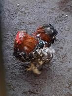 Cochin kriel, Plusieurs animaux, Poule ou poulet