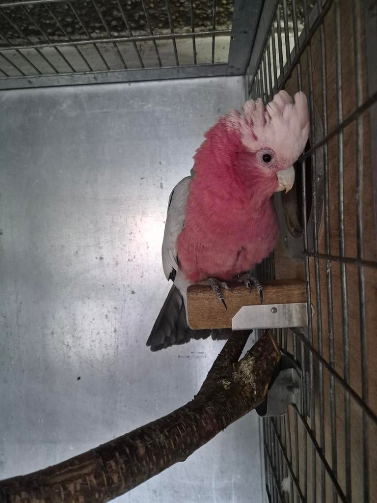 Tamme rose kakatoe man van 2019, Domestique