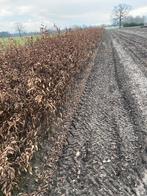 Haagplanten, Tuin en Terras, Ophalen, Haagbeuk, Struik
