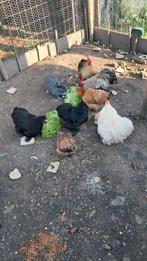 Broedeieren cochin kriel, Dieren en Toebehoren, Pluimvee