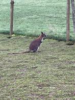 Wallaby de bennett, Animaux & Accessoires, Avril, Femelle