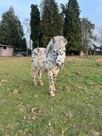 Étalon à vendre, 7 à 10 ans, Avec puce électronique, Poney A (jusqu'à 1.17 m), Ne s'applique pas