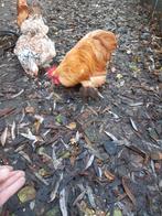 Gratis cochin haan, Dieren en Toebehoren