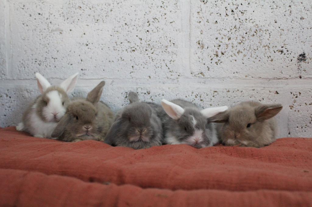 Nhd dwergkonijntjes, Plusieurs animaux, Petit, Oreilles tombantes, 0 à 2 ans