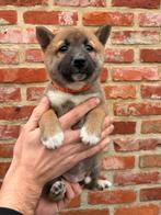 Sesam Shiba-Inu pups, Dieren en Toebehoren, België, Overige rassen, 8 tot 15 weken, Meerdere