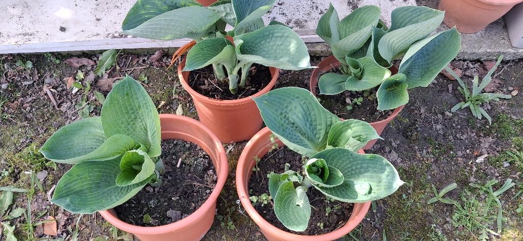 Hosta „Alligator Alley”, Tuin en Terras, Ophalen, Vaste plant, Halfschaduw