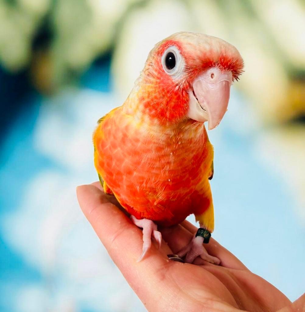 Conure femelle eam sélection rouge, Animaux & Accessoires, Enlèvement