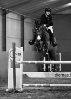 Ruiter aangeboden, Dieren en Toebehoren