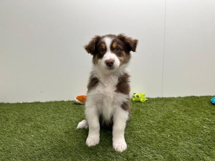 Nestje Australische herder pups, Dieren en Toebehoren, Honden | Herdershonden en Veedrijvers, Meerdere dieren, Herder, Fokker | Professioneel