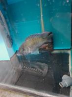 Différents cichlidés du Malawi, Animaux & Accessoires, Poisson, Poisson d'eau douce