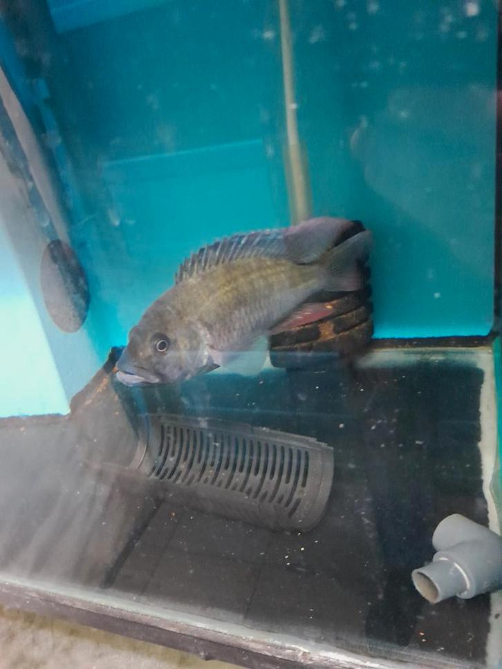 Verschillende malawi cichlides, Dieren en Toebehoren, Vissen | Aquariumvissen, Zoetwatervis, Vis