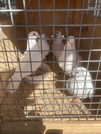 Witte duiven, Postduif