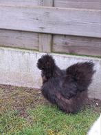 USA zijdehoender hen, Femelle, Poule ou poulet