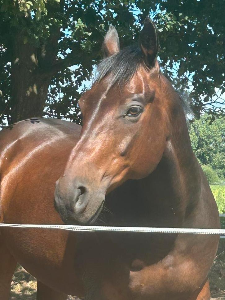 Quarter ruin 2008, Dieren en Toebehoren, Paarden, Ruin, M