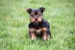 Yorkshire Terriër pups te koop, Dieren en Toebehoren, Honden | Jack Russells en Terriërs, België, 8 tot 15 weken, Teef, Eén hond