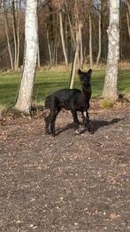 Alpaca man, Dieren en Toebehoren