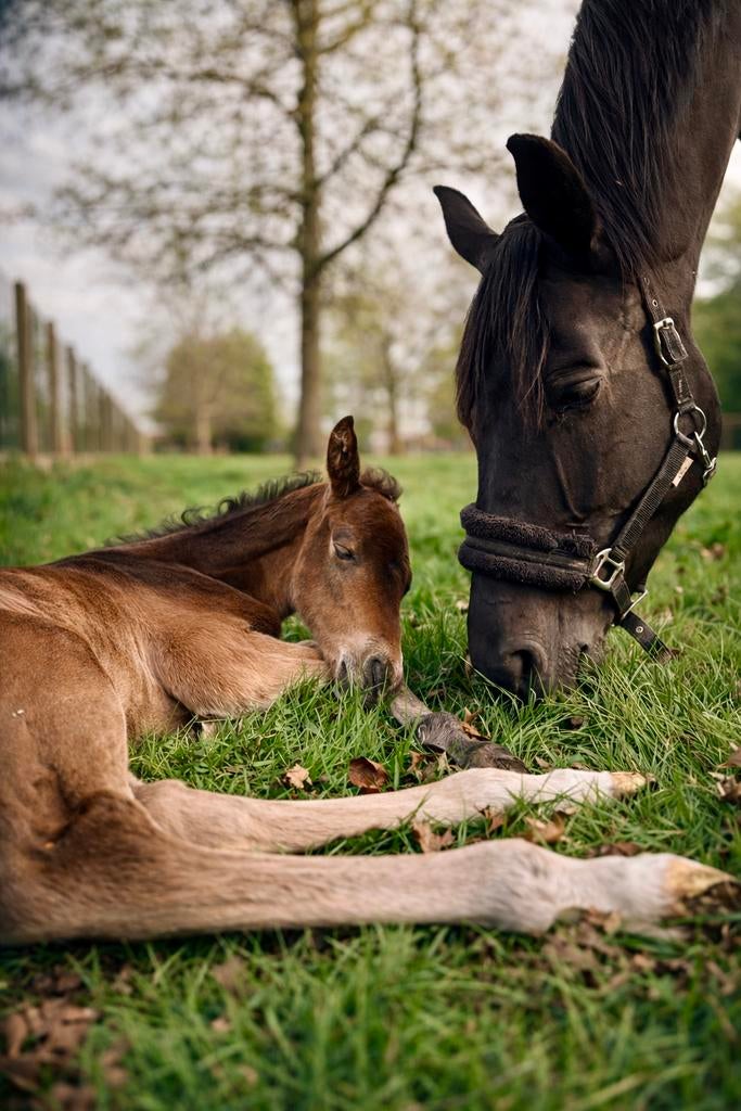 Super knap hengstenveulen van Mosito, Dieren en Toebehoren, Paarden, Hengst, Z