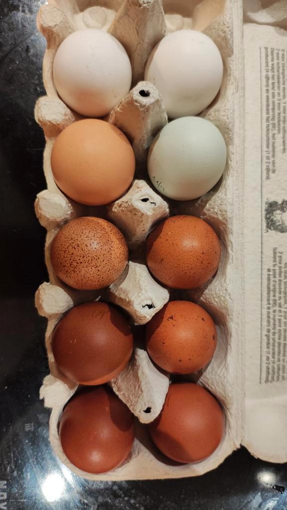 Kleurlegger broedeieren, Dieren en Toebehoren, Pluimvee
