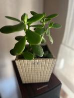 Verschillende planten, Ophalen, Zomer, Bodembedekkers