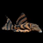 L397 kweekgroep, Dieren en Toebehoren, Vissen | Aquariumvissen, Vis, Zoetwatervis