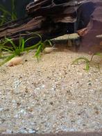 Aquariumzand te koop – Natuurlijk rivierzand, Dieren en Toebehoren