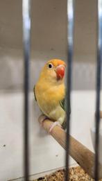 Fischerie pop, Dieren en Toebehoren