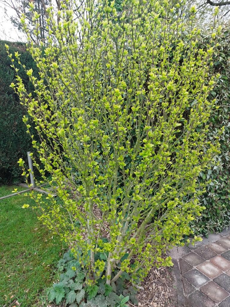 Grote hibiscus met roze bloemen, Tuin en Terras, Ophalen