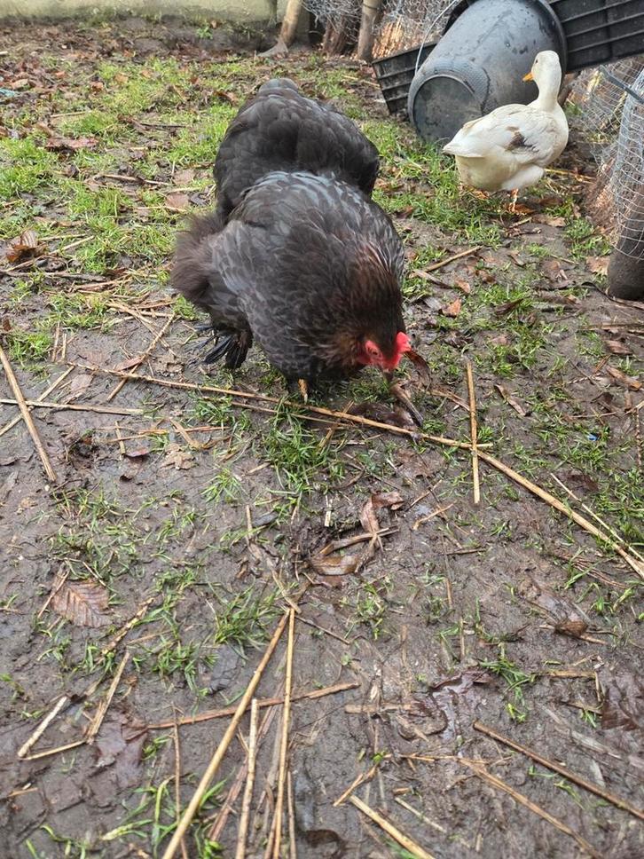 1 Cochin hen + 2rhode red island hen+3haantjes, Dieren en Toebehoren, Pluimvee, Kip, Meerdere dieren