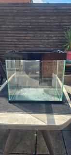 Aquarium ciano, Enlèvement