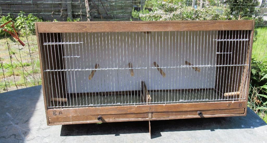 Vogel kooi, Zangkanarie