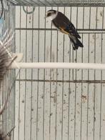 Parva putters, Dieren en Toebehoren, Vogels | Overige Vogels