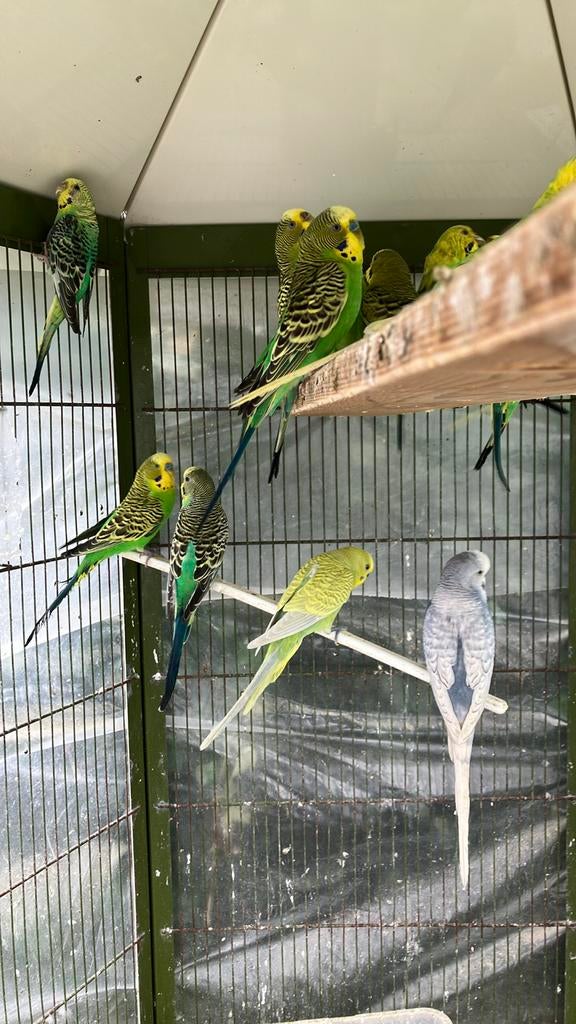 LAATSTE KWEEKKOPPELS GRASPARKIETEN VANAF 20 EURO/KOPPEL, Plusieurs animaux, Perruche