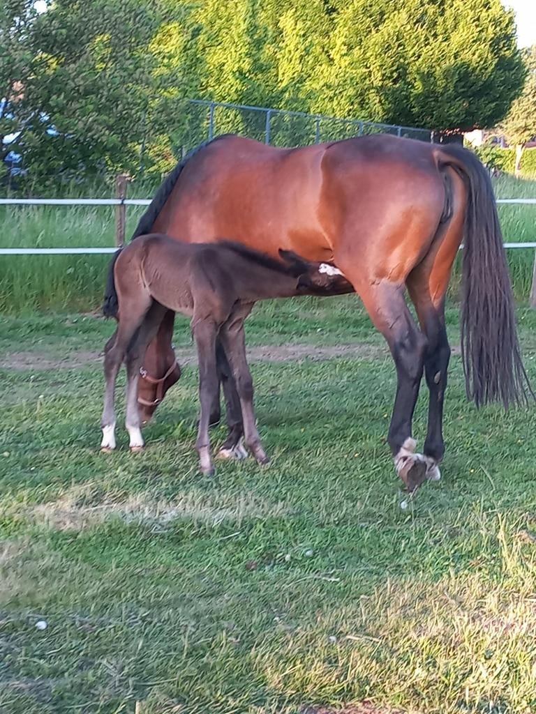 Drachtige fokmerries, Dieren en Toebehoren, Paarden, Merrie