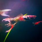 Endler guppies - Poecilia wingei - Endler's livebearer, Dieren en Toebehoren, Vissen | Aquariumvissen, Zoetwatervis