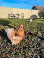 Broedeieren zijdehoen USA redpyle, Dieren en Toebehoren, Geslacht onbekend