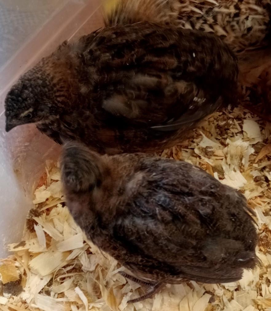 ZWARTE Japanse kwartels, Animaux & Accessoires, Oiseaux | Oiseaux Autre