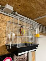 Perruche Lutino avec cage, Enlèvement ou Envoi, Comme neuf