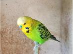 Koppels grasparkieten, mannetjes ook apart te koop, Plusieurs animaux, Perruche