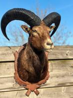 Opgezette moeflom, Ophalen