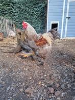 Brahma haan, Dieren en Toebehoren, Pluimvee