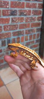 0.1 Oranje Tricolor Emptyback wimpergekko vrouw, Dieren en Toebehoren, Hagedis, Tam, 0 tot 2 jaar