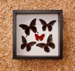 kader gevuld met vlinders, Verzamelen, Dierenverzamelingen, Ophalen of Verzenden, Nieuw, Insect, Opgezet dier