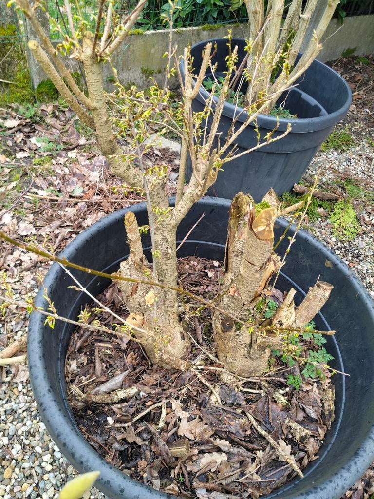 Forsynthia pré bonsai xxl, Ophalen