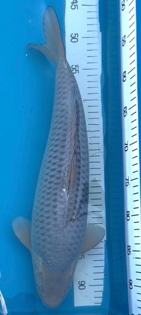 Soragoi Nisai 45-50cm, Dieren en Toebehoren, Vissen | Vijvervissen, Karper of Koi