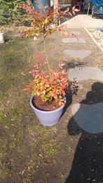 1 hemelse bamboe, Tuin en Terras, Ophalen